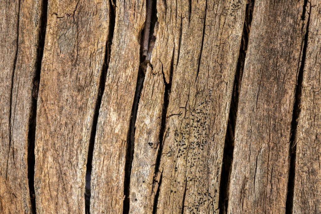 se débarrasser des vrillettes